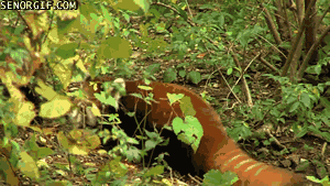 whats a day without some red panda gifs 10 gifs 5