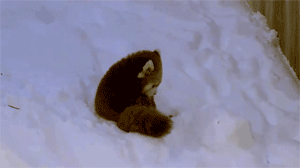 whats a day without some red panda gifs 10 gifs 6