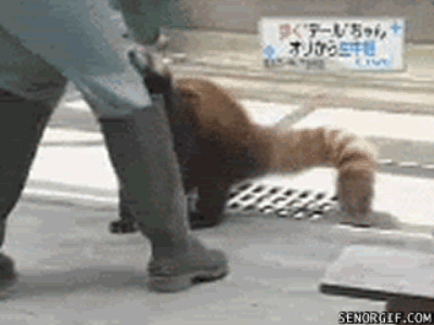 whats a day without some red panda gifs 10 gifs 7