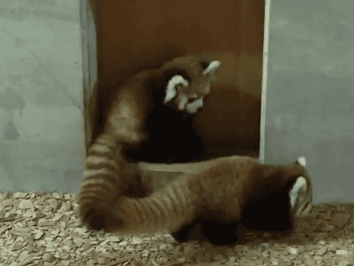 whats a day without some red panda gifs 10 gifs 8