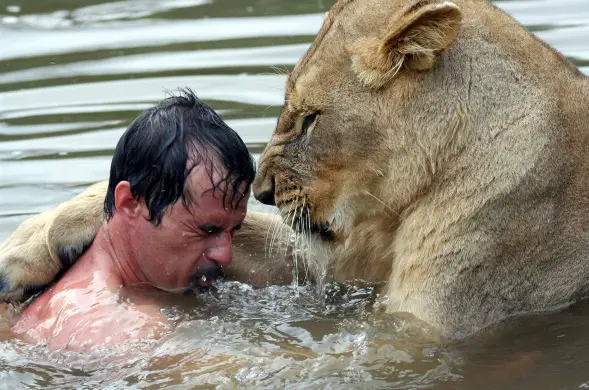 when work becomes pleasure 18 pics of lion whisperer from south africa 10