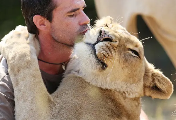when work becomes pleasure 18 pics of lion whisperer from south africa 11