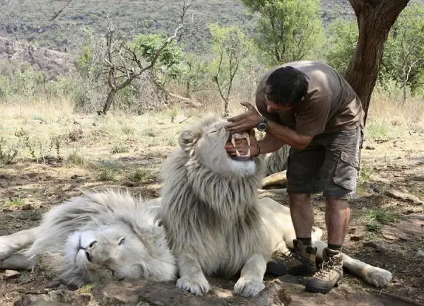 when work becomes pleasure 18 pics of lion whisperer from south africa 13