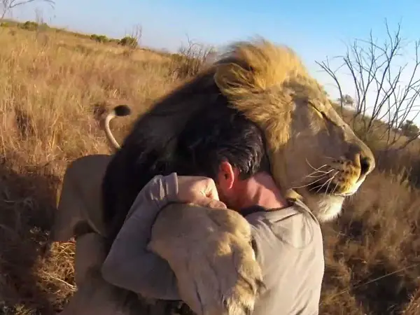 when work becomes pleasure 18 pics of lion whisperer from south africa 16