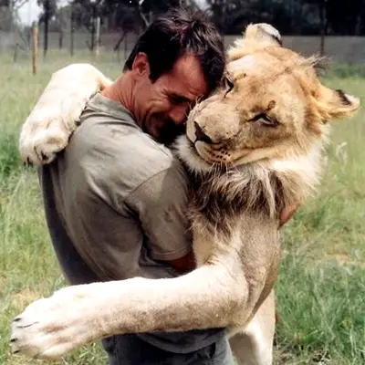 when work becomes pleasure 18 pics of lion whisperer from south africa 3