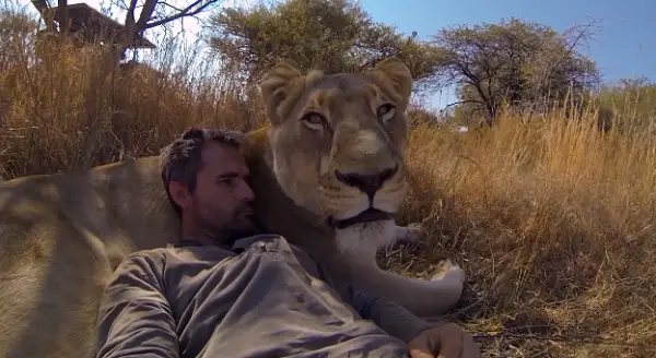 when work becomes pleasure 18 pics of lion whisperer from south africa 6
