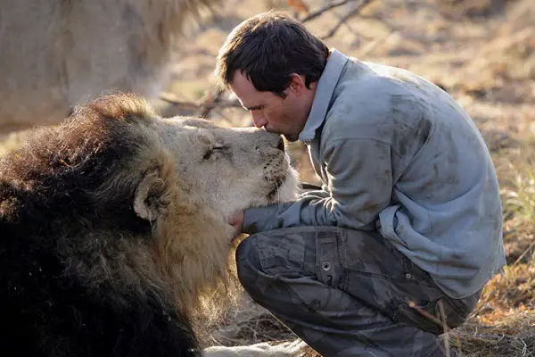 when work becomes pleasure 18 pics of lion whisperer from south africa 9