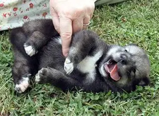 who doesnt like a belly rub 15 pictures 12