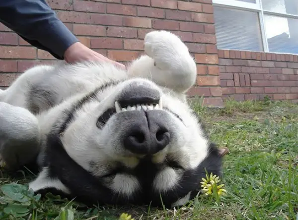 who doesnt like a belly rub 15 pictures 14