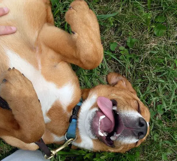 who doesnt like a belly rub 15 pictures 8
