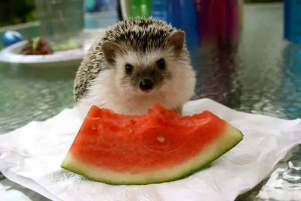 why a pygmy hedgehog is the perfect pet 10 pictures 3