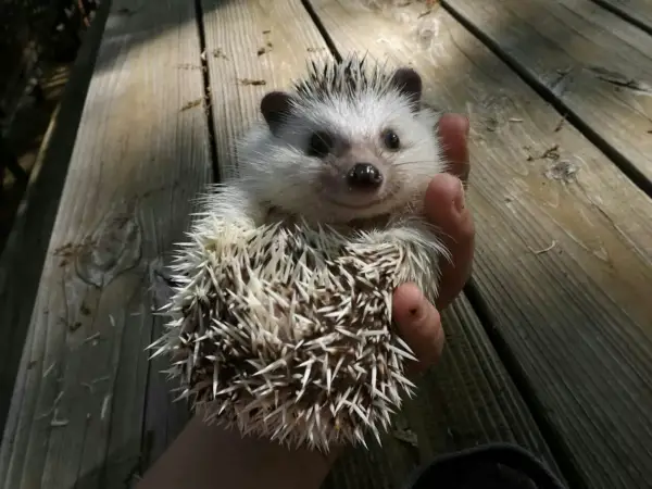 why a pygmy hedgehog is the perfect pet 10 pictures 8