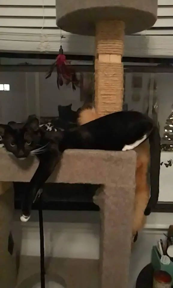 why cats need cat furniture 5