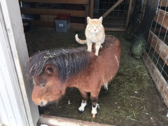 why is this bossy kitty riding farm animals all day 4