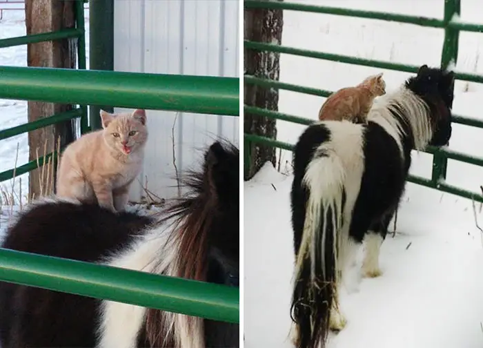 why is this bossy kitty riding farm animals all day 6