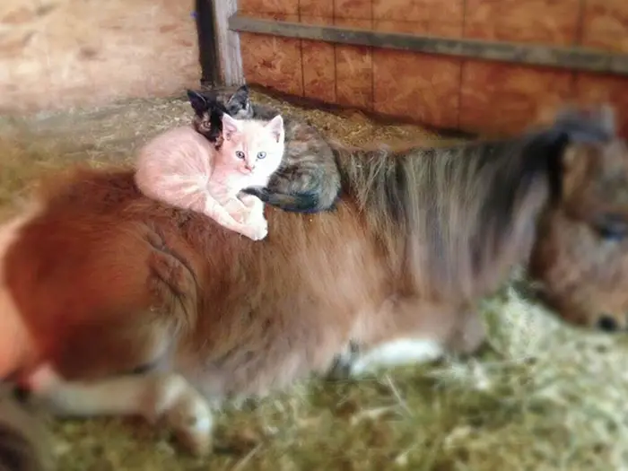 why is this bossy kitty riding farm animals all day 7