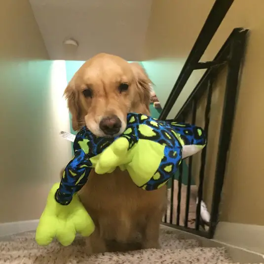 why this dog has a bed full of toys 15 pictures 6