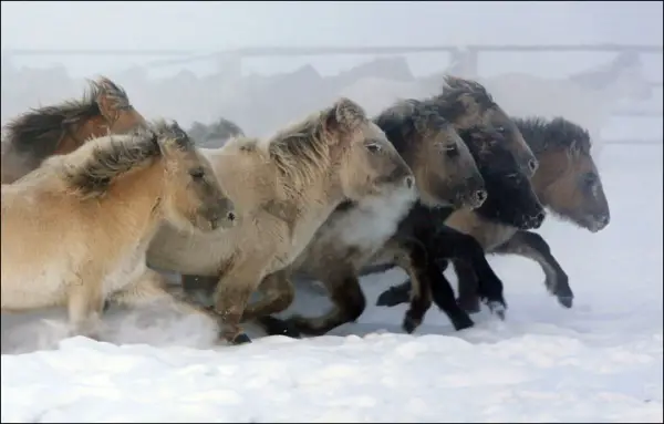 Wildlife In Coldest Place On Earth 10 Pictures Animal S Look