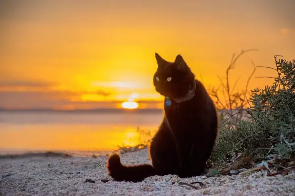 willow the little black adventure cat meet a fluffy australian traveler 1