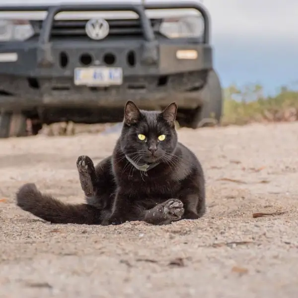 willow the little black adventure cat meet a fluffy australian traveler 4