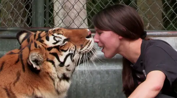 women from orlando sharing her backyard two bengal tigers 11 pics 1 video 10