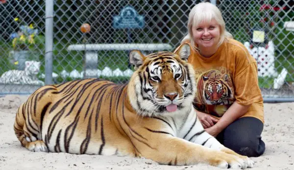 women from orlando sharing her backyard two bengal tigers 11 pics 1 video 3