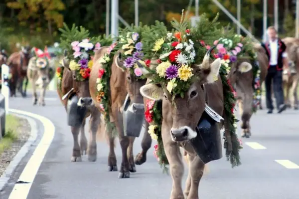 world festivals devoted to animals 23 pictures 6