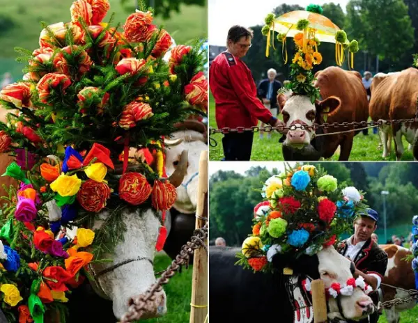 world festivals devoted to animals 23 pictures 7