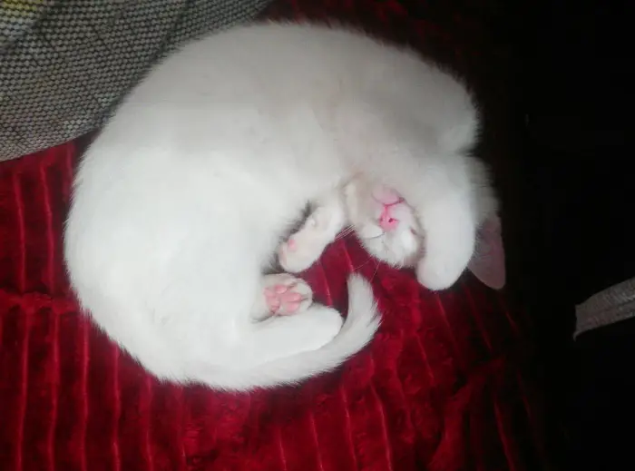 Author: Monika Prison, Description: White kitty placed her paw on her eyes