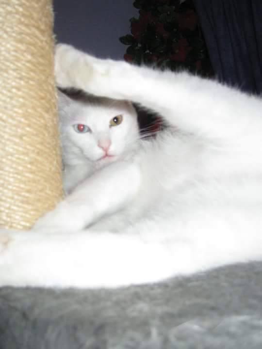 Author: Rebecca Von, Description: White cat with different eye color rised her leg while they film her
