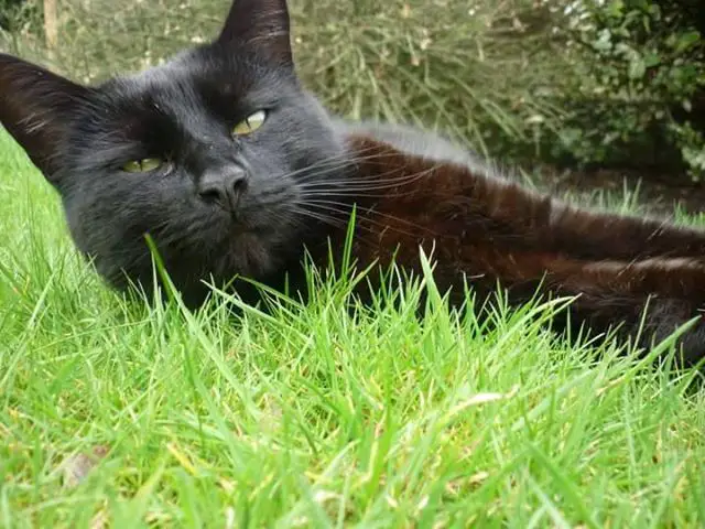 Author: Melissa Carney, Description: Black cat lying in the grass and tries to rest a bit