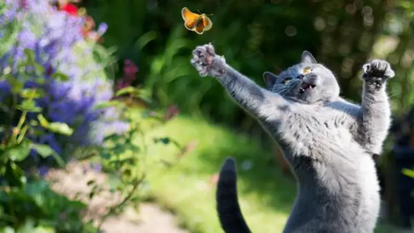 you think cats cant fly think again after you look at these photos 10 pictures 2