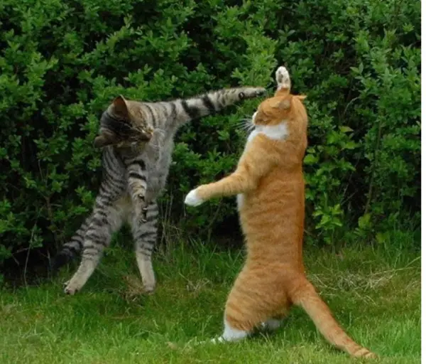 you think cats cant fly think again after you look at these photos 10 pictures 3