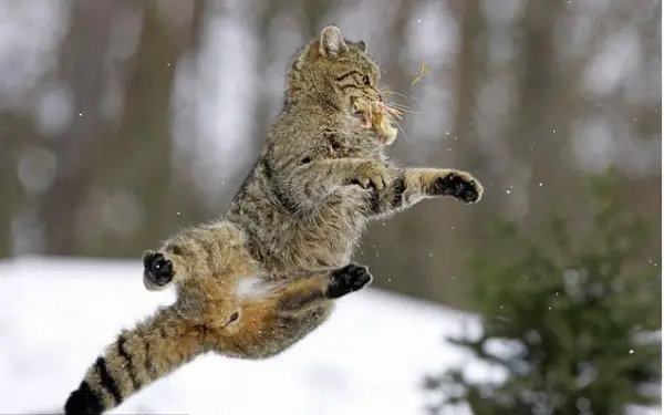 you think cats cant fly think again after you look at these photos 10 pictures 4