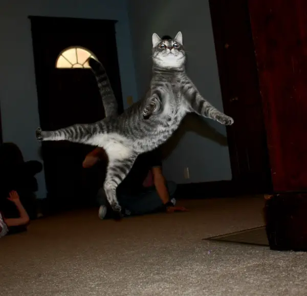 you think cats cant fly think again after you look at these photos 10 pictures 5