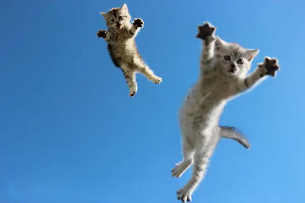 you think cats cant fly think again after you look at these photos 10 pictures 6