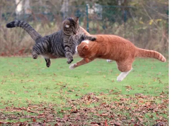 you think cats cant fly think again after you look at these photos 10 pictures 7