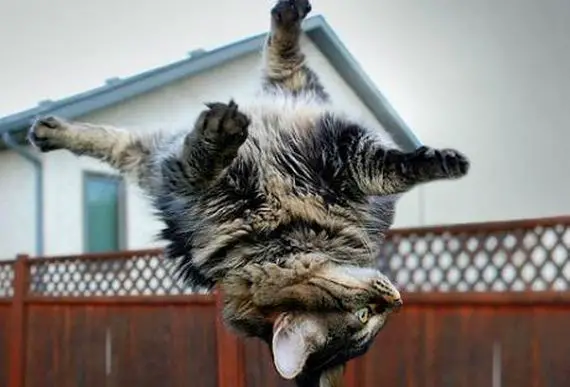 you think cats cant fly think again after you look at these photos 10 pictures 8