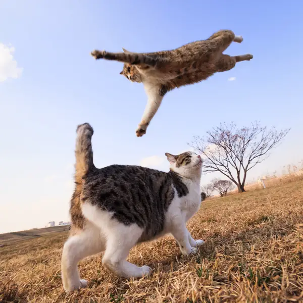 you think cats cant fly think again after you look at these photos 10 pictures 9