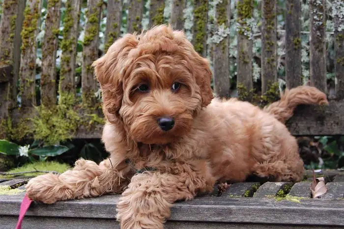 youll definitely adopt a mini labradoodle after knowing these 1