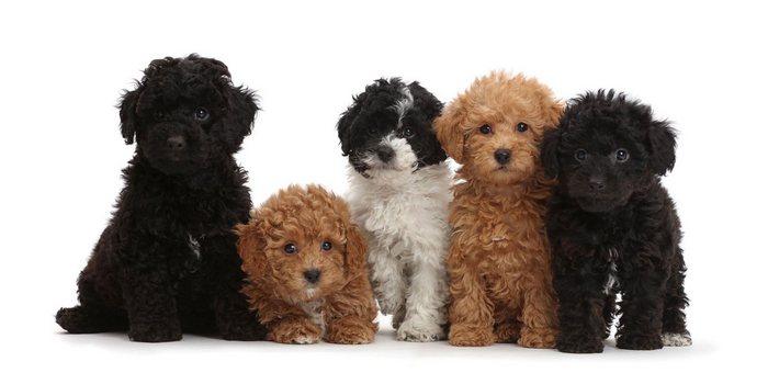 youll definitely adopt a mini labradoodle after knowing these 5