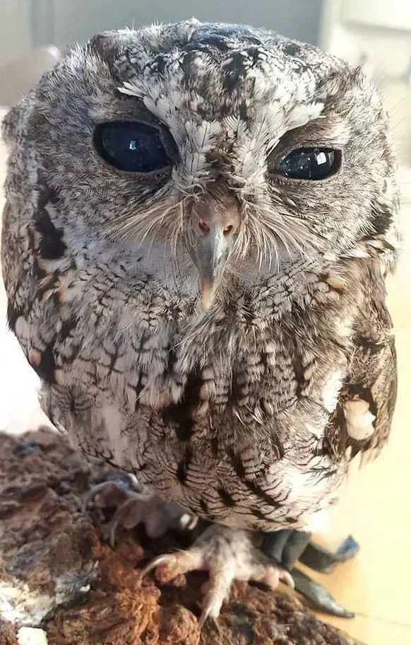 zeus is an owl with the universe in its eyes 7 pictures 6