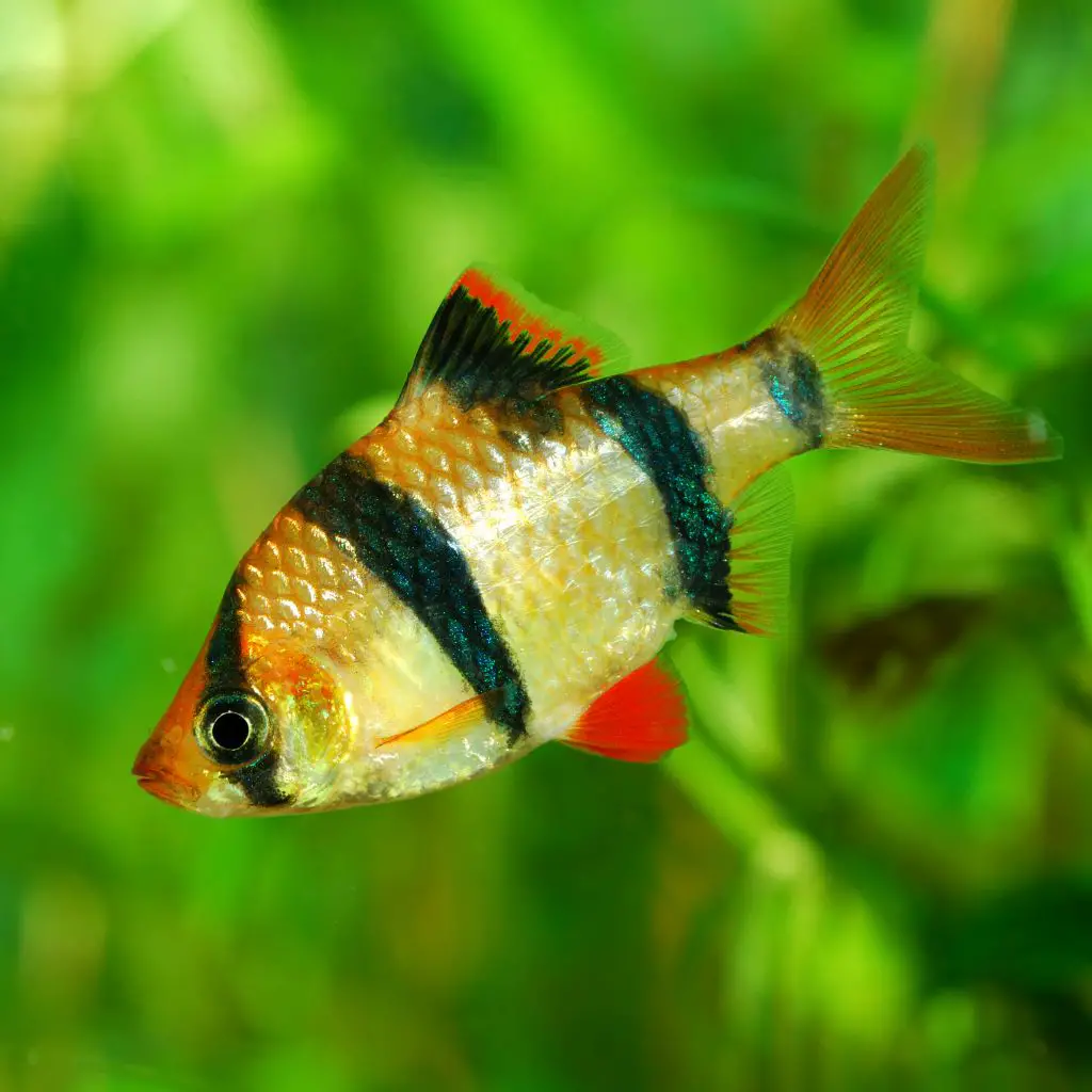 Tiger Barb - Freshwater Fish for Beginners