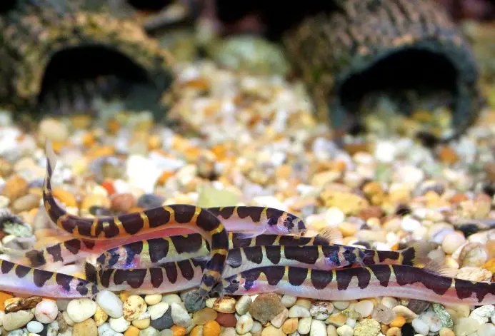 Kuhli Loaches - Freshwater Fish for Beginners