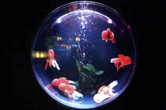 Aquarium - Fish tank from below