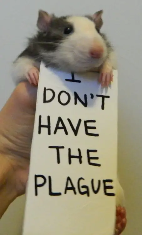 Image result for cute rats